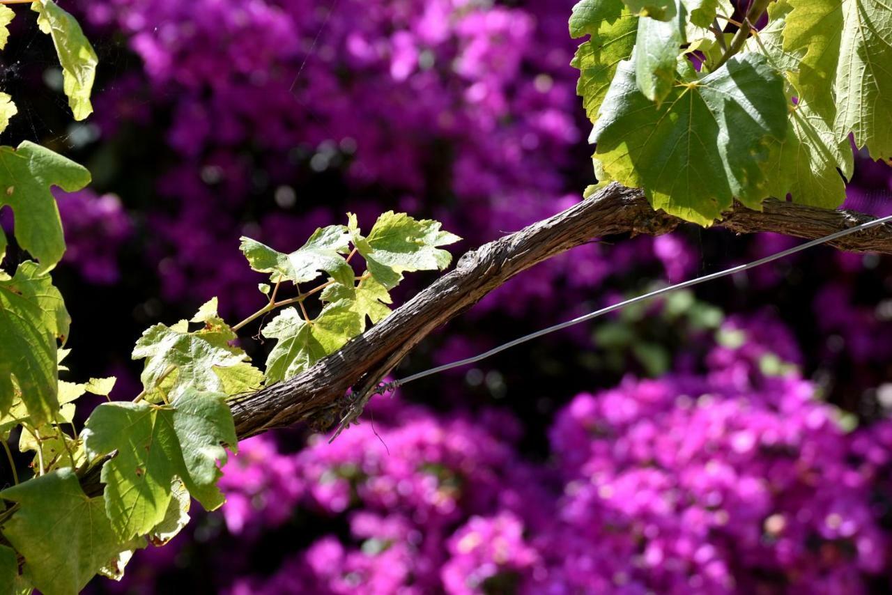 Villa Asia Holiday Home SantʼAgata sui Due Golfi Εξωτερικό φωτογραφία
